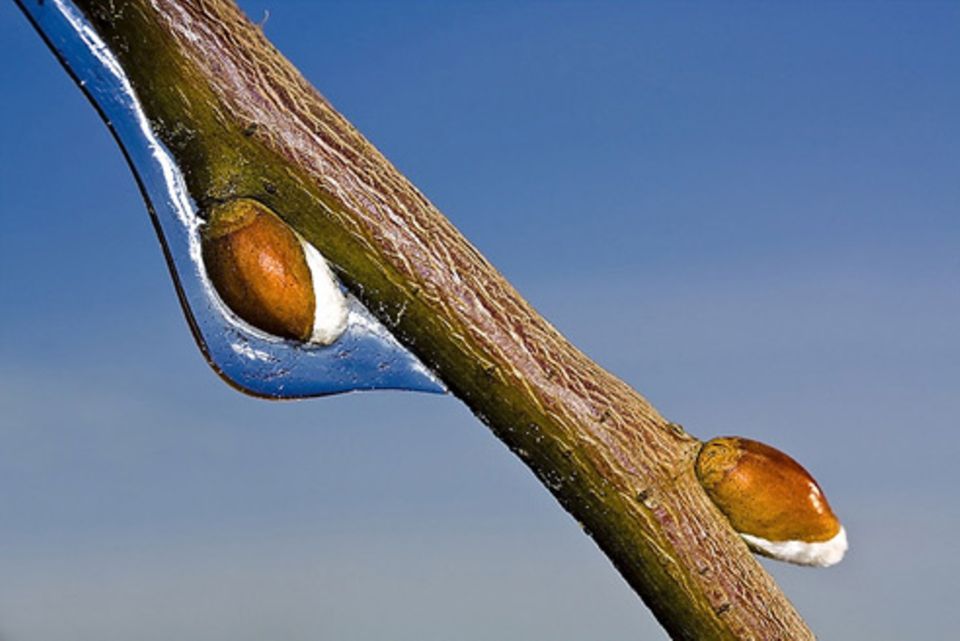 Schiebepuzzle: Nr. 38: Eisknospe Schiebepuzzle: Nr. 38: Eisknospe