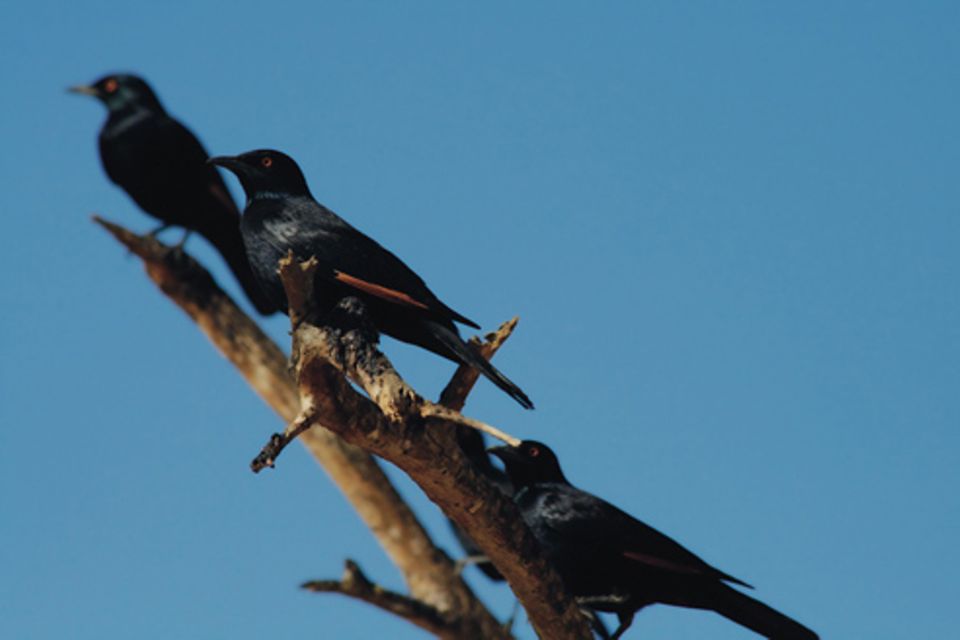 Schiebepuzzle: Vögel in Namibia