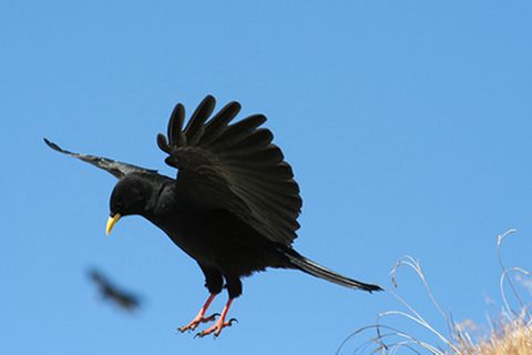 Schiebepuzzle: Alpendohle