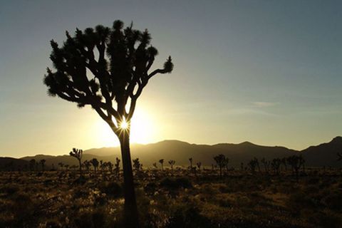 Schiebepuzzle: Joshua Tree Nationalparc