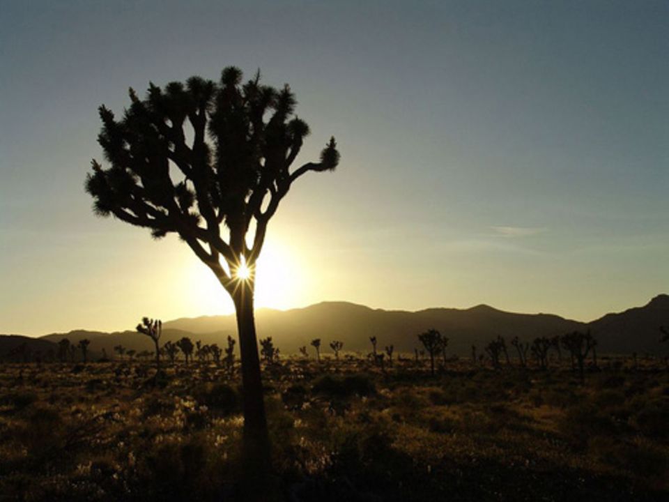 Schiebepuzzle: Nr. 46: Joshua Tree Nationalparc Schiebepuzzle: Nr. 46: Joshua Tree Nationalparc