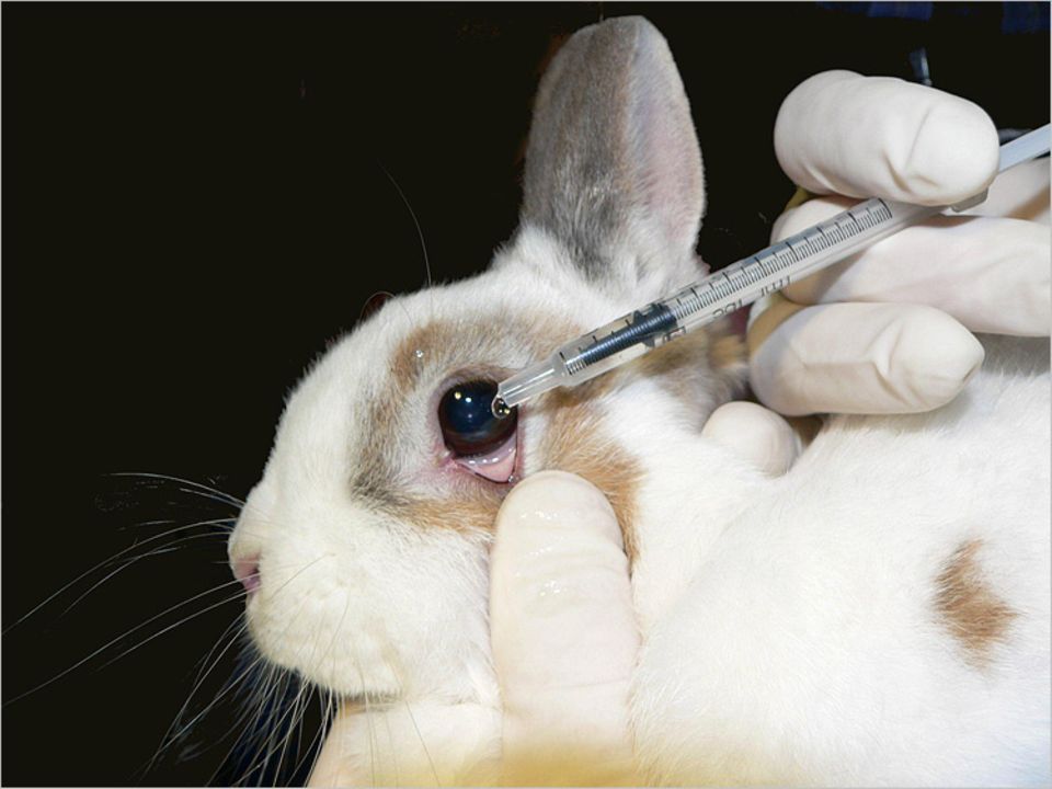 Im Draize-Test wird Kaninchen der zu prüfende Stoff direkt ins Auge geträufelt. Die Folge sind schmerzhafte Verätzungen