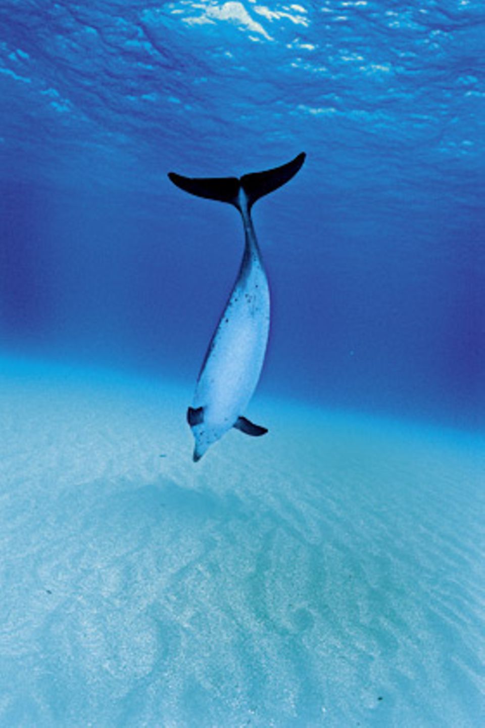 Wie Delfine fangen Sonargeräte das Echo eigener Töne ein. Aus den Signalen lässt sich ein genaues Bild der Umgebung unter Wasser ermitteln