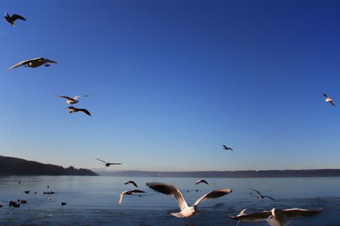 Schiebepuzzle: Vögel am Ammersee