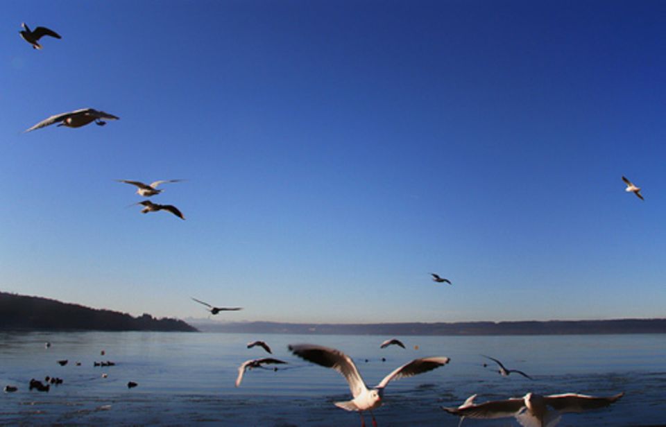 Schiebepuzzle: Nr. 58: Vögel am Ammersee Schiebepuzzle: Nr. 58: Vögel am Ammersee