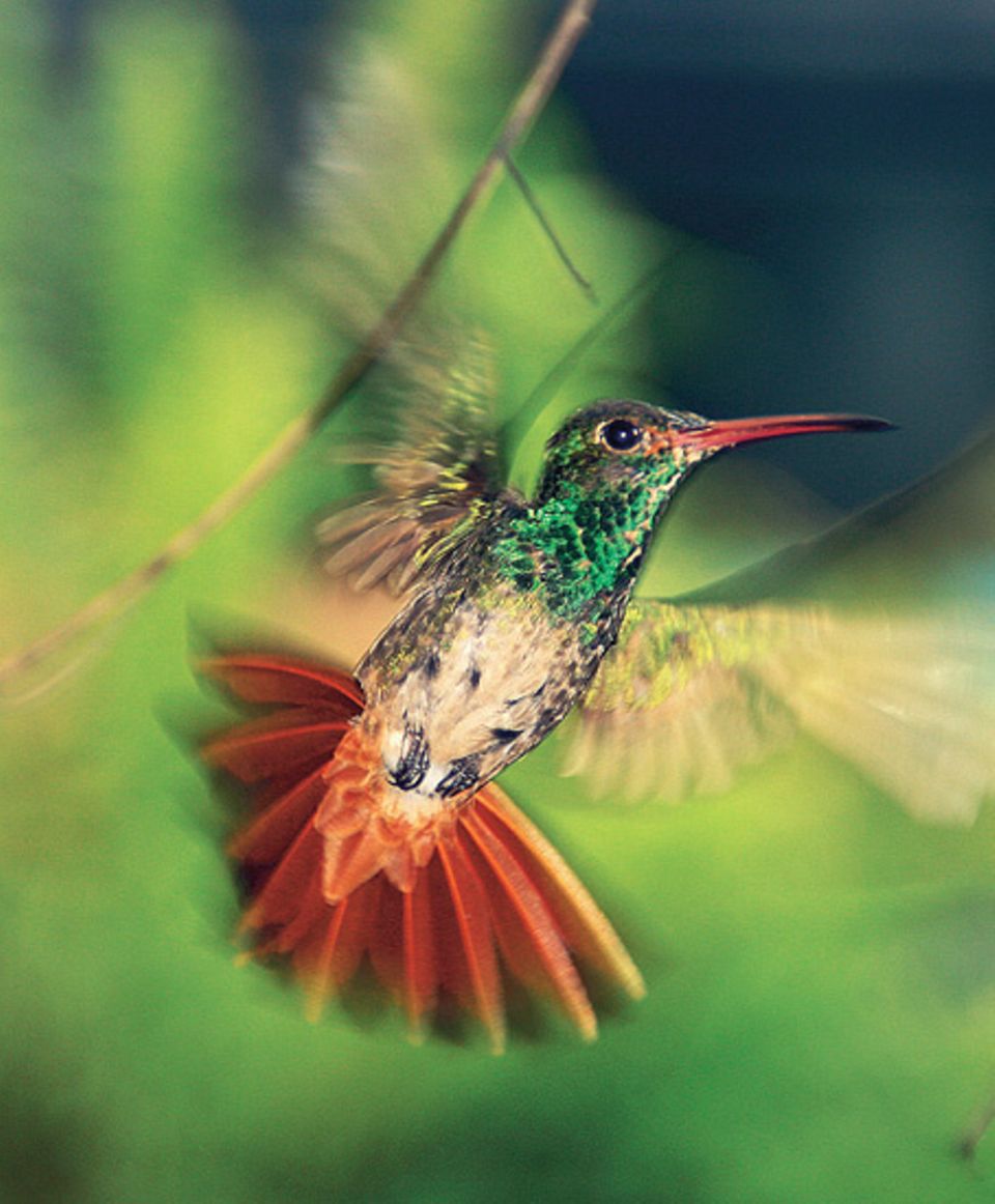 Flirrende Flügel: Überall im verschlafenen Ort Mindo in der ecuadorianischen Provinz Pichincha schwirren Kolibris. Die Nebelwälder des Reservats Mindo-Nambillo, das zu den artenreichsten Waldgebieten der Welt zählt, sind Heimat für über 450 Vogelarten, darunter mehr als 20 Kolibrispezies. GEO-Leser Mark Wistuba aus Saalfeld/Saale gelang die Aufnahme trotz reduzierter Fotoausrüstung auf einer Rucksackreise. Mit diesem Bild hat er den Online-Wettbewerb auf GEO.de im April gewonnen Flirrende Flügel: Überall im verschlafenen Ort Mindo in der ecuadorianischen Provinz Pichincha schwirren Kolibris. Die Nebelwälder des Reservats Mindo-Nambillo, das zu den artenreichsten Waldgebieten der Welt zählt, sind Heimat für über 450 Vogelarten, darunter mehr als 20 Kolibrispezies. GEO-Leser Mark Wistuba aus Saalfeld/Saale gelang die Aufnahme trotz reduzierter Fotoausrüstung auf einer Rucksackreise. Mit diesem Bild hat er den Online-Wettbewerb auf GEO.de im April gewonnen