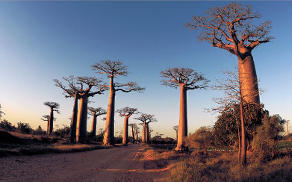 Die Sonne senkte sich gerade über der "Baobab-Allee" am Rande von Morondava im Westen Madagaskars, als GEO-Leserin Katarzyna Battenfeld aus Göttingen die Straße der Affenbrotbäume fotografierte. Mit ihrem Bild hat sie den Online-Wettbewerb auf GEO.de im Mai gewonnen