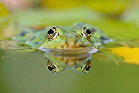 Schiebepuzzle: Frosch