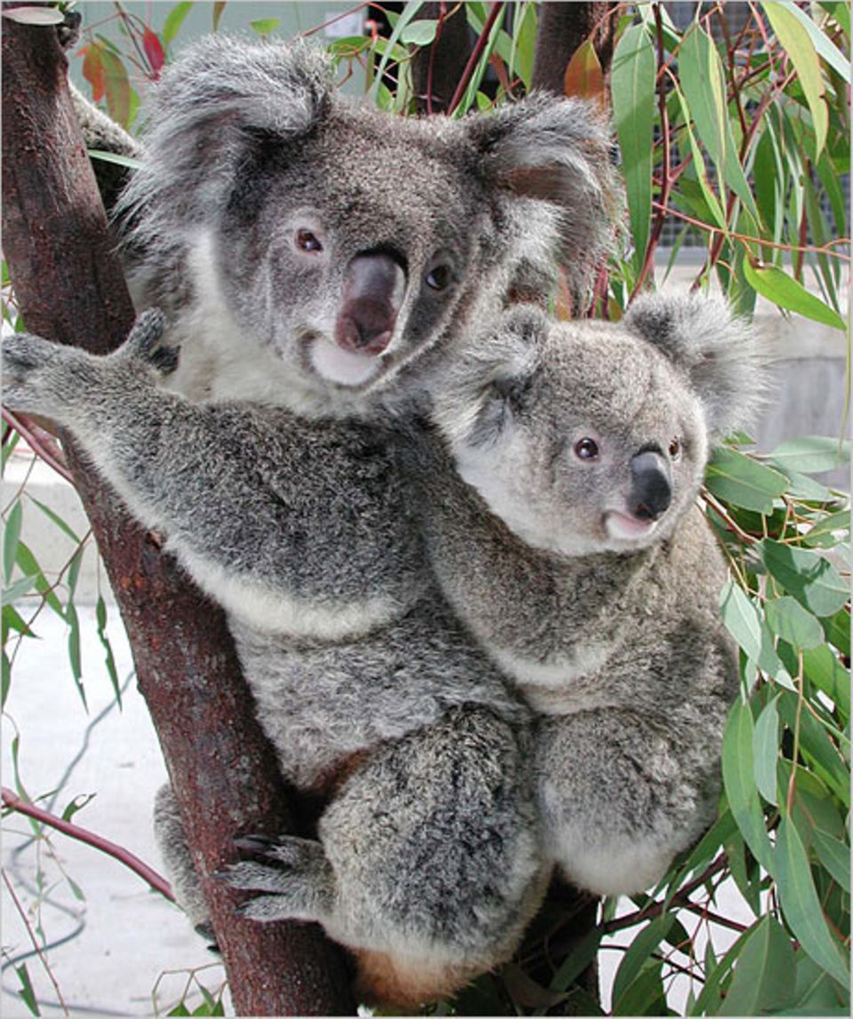 Tiere: Junge Koalas leben mit ihren Müttern zusammen auf einem Baum