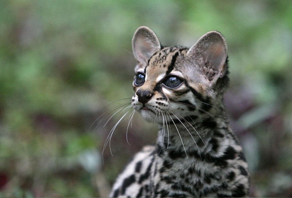 Auch wenn sie aussehen wie kleine Kätzchen, Margays sind keine Haustiere Auch wenn sie aussehen wie kleine Kätzchen, Margays sind keine Haustiere
