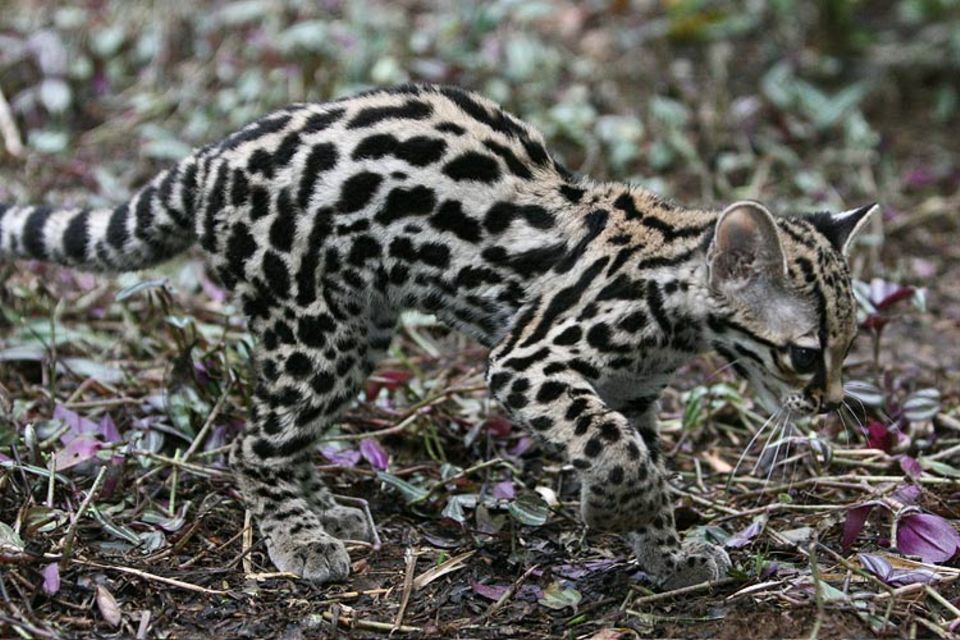 Gut getarnt: Mit ihrem Leopardenmuster sind Margays im Licht und Schattenspiel der Blätter nur schwer zu entdecken Gut getarnt: Mit ihrem Leopardenmuster sind Margays im Licht und Schattenspiel der Blätter nur schwer zu entdecken
