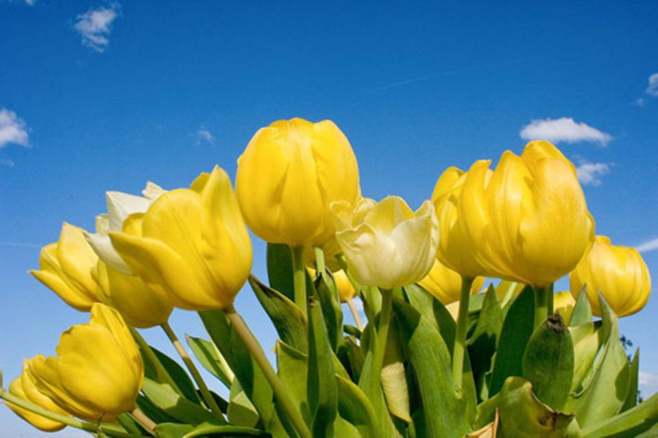 Schiebepuzzle: Tulpen