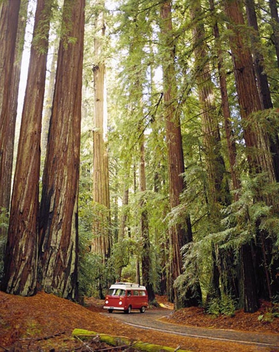 Der kleine Freak im Reich der Riesen: dem Big Basin Redwoods State Park Der kleine Freak im Reich der Riesen: dem Big Basin Redwoods State Park