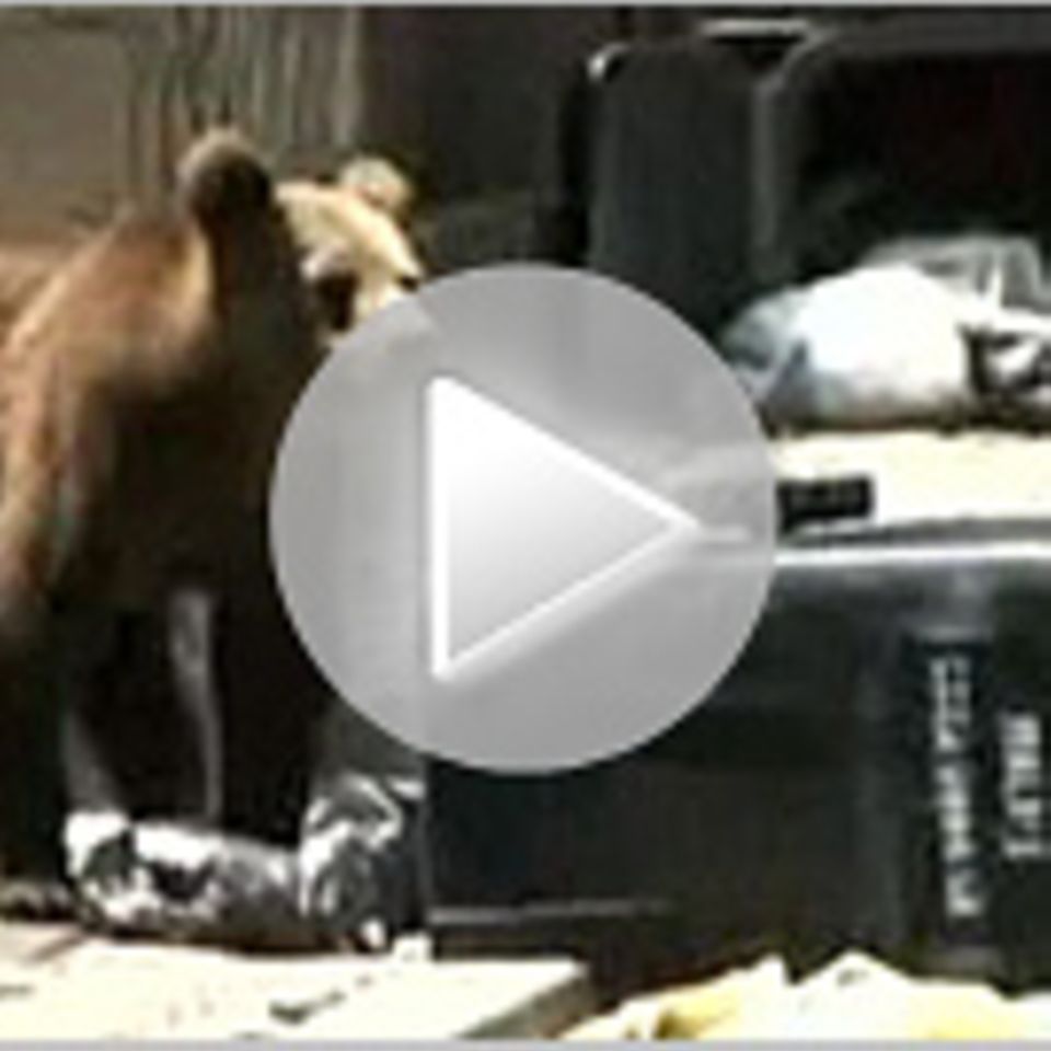 Tierwelt-Video: Braunbär versetzt Stadt in Aufregung