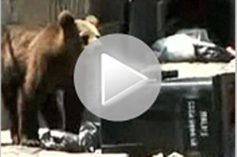 Tierwelt-Video: Braunbär versetzt Stadt in Aufregung