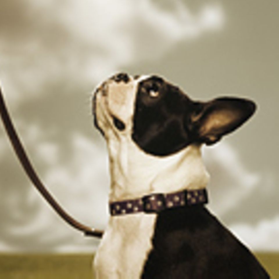 Verhalten: Verräterischer "Hundeblick"?