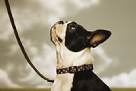 Verhalten: Verräterischer "Hundeblick"?