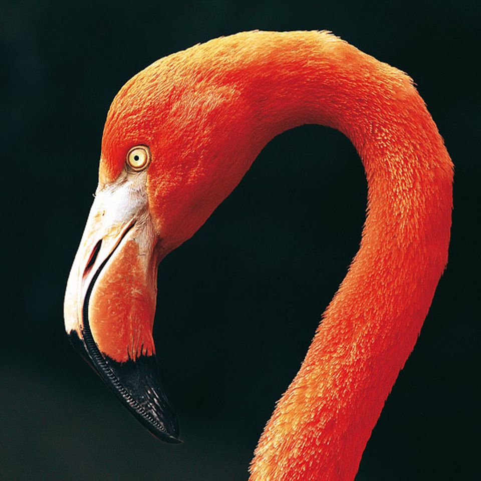 Porträt eines stolzen Stelzvogels: Flammend rot leuchtet das Gefieder dieses Flamingos in der Mittagssonne. Michael Amesbauer aus Wien entdeckte sein Motiv in einem Außengehege des Tiergartens Schönbrunn, des ältesten Zoos der Welt. Für den dunklen Hintergrund folgte er dem Tier mit der Kamera, bis es sich vor ein im Schatten liegendes Gebäude bewegte. Mit diesem Bild hat Amesbauer den Online-Wettbewerb auf GEO.de im Juli gewonnen.