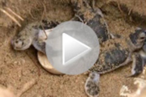 Tierwelt-Video: Militär hilft Schildkröten