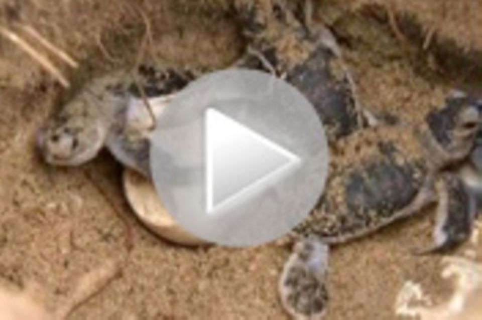 Tierwelt-Video: Militär hilft Schildkröten