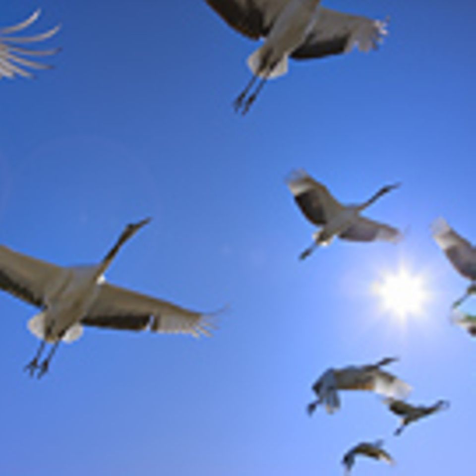 Zugvögel "sehen" das Erdmagnetfeld
