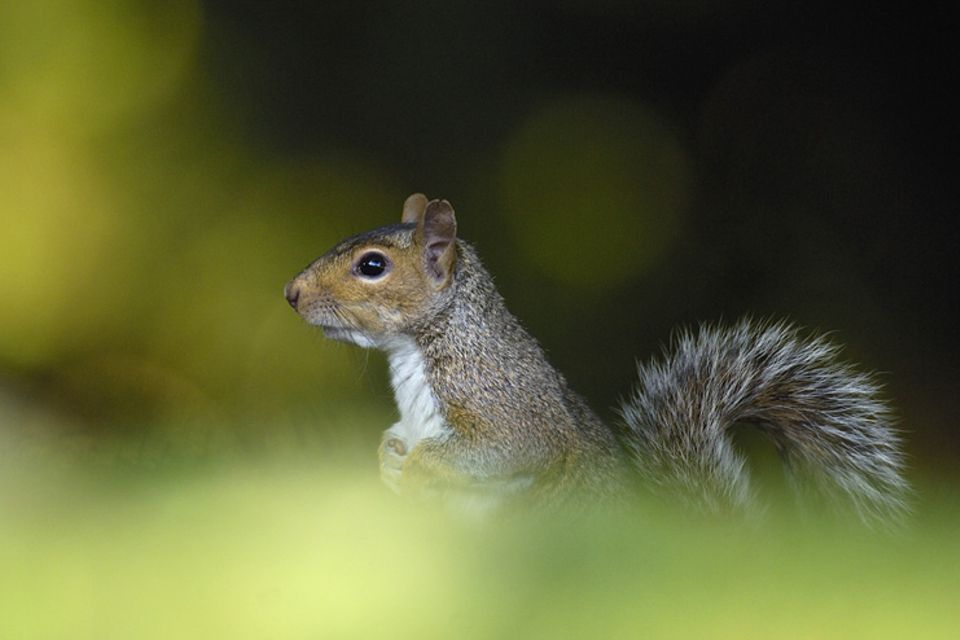 Auch das Fell der europäischen Eichhörnchen rangiert von rotbraun bis schwarz: Doch ein Grauhörnchen lässt sich leicht daran erkennen, dass es keine Haarpinsel an den Ohren hat. Auch das Fell der europäischen Eichhörnchen rangiert von rotbraun bis schwarz: Doch ein Grauhörnchen lässt sich leicht daran erkennen, dass es keine Haarpinsel an den Ohren hat.