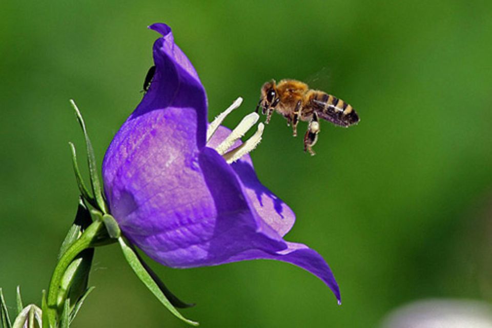 Schiebepuzzle: Fleißige Biene