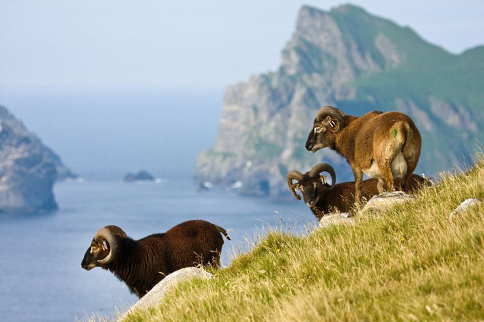 Die Rasse der Soay-Schafe ist rund 4000 Jahre alt. Benannt wurden sie nach einer schottischen Insel