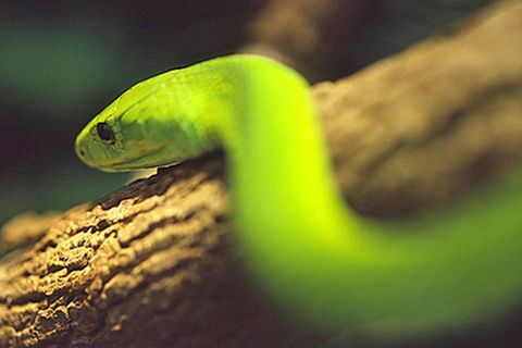 Schiebepuzzle: Grüne Mamba