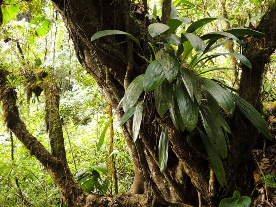 Orchidee im Bergnebelwald der Intag-Region, Ecuador
