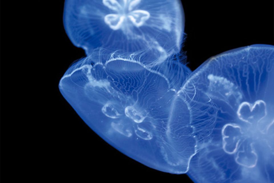 Schiebepuzzle: Deep Blue Sea