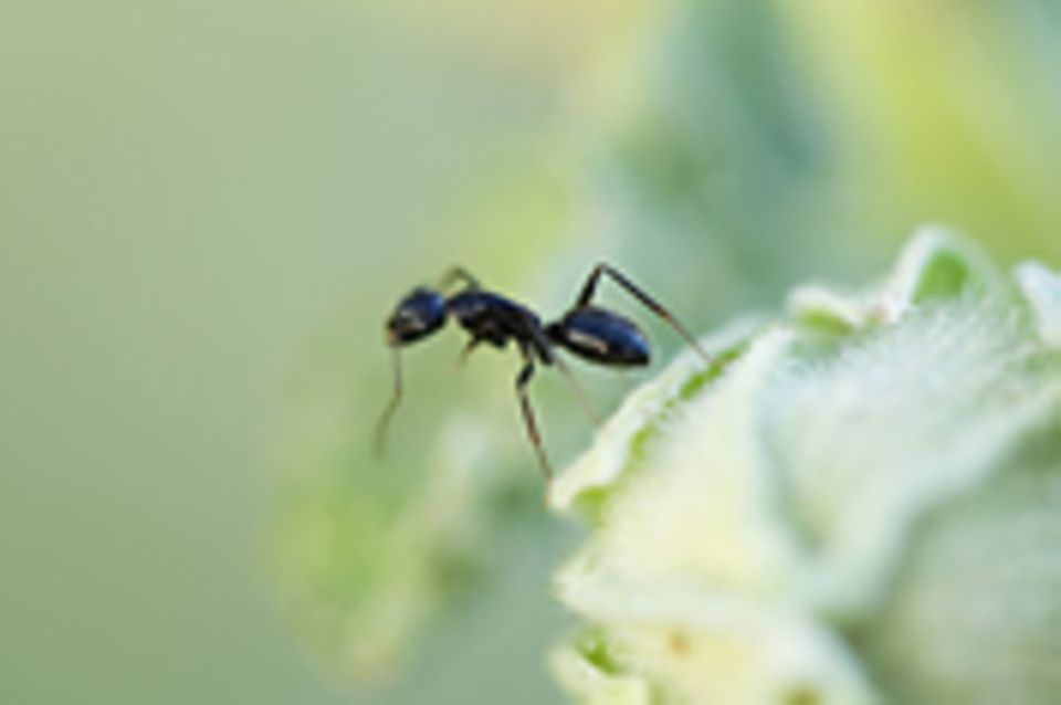 Invasive Arten: Südamerikanische Ameise erobert die Welt