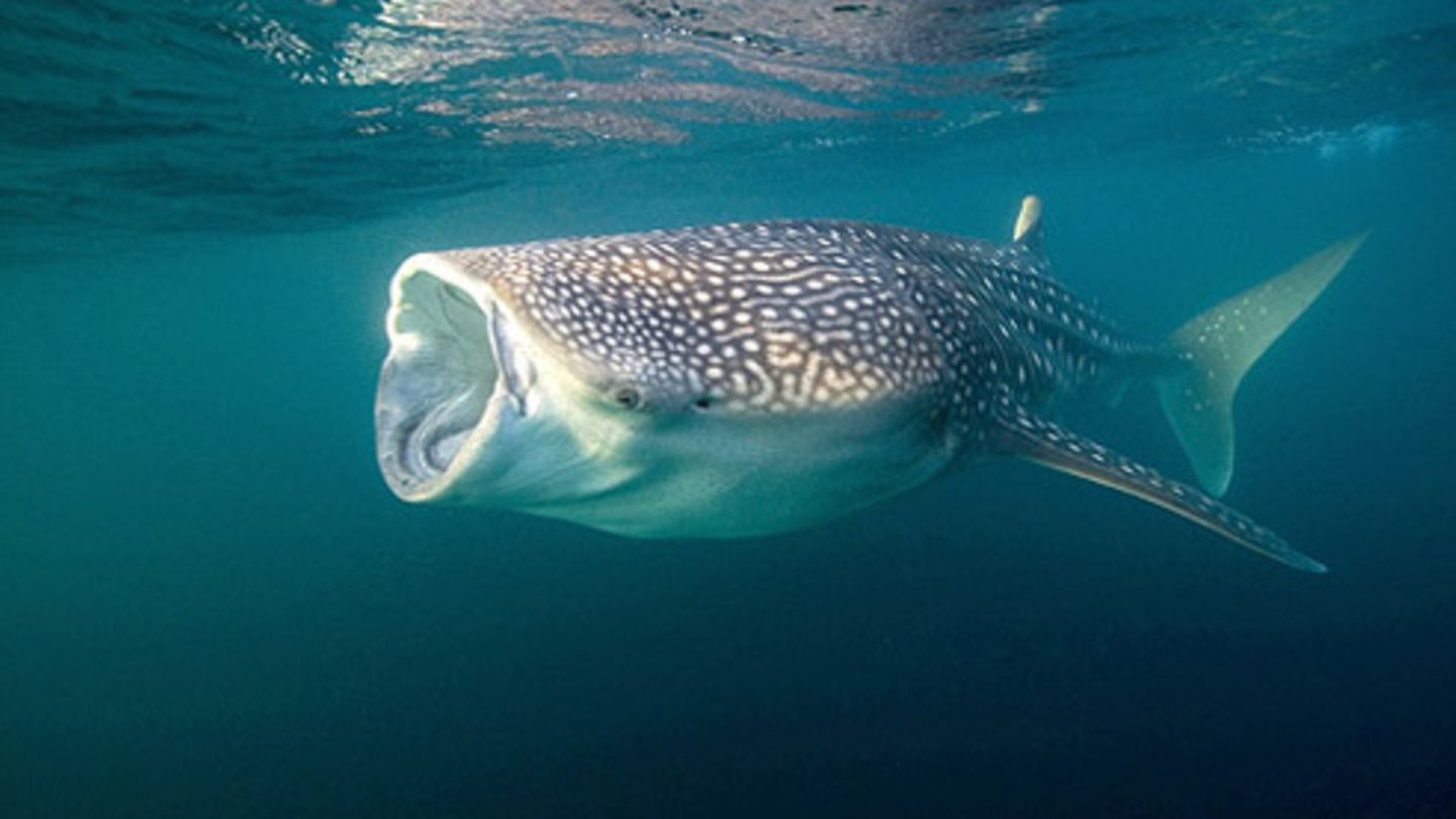 Nr. 104 Walhai [GEO]