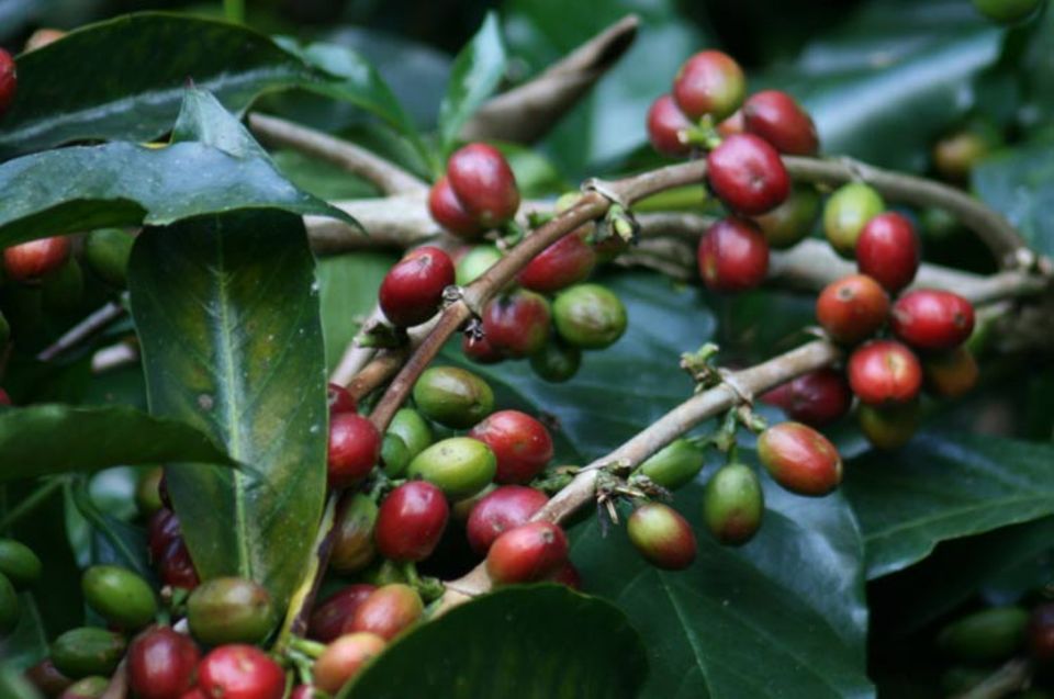 Äthiopien: Rote und grüne Kaffeekirschen an einem Kaffeestrauch
