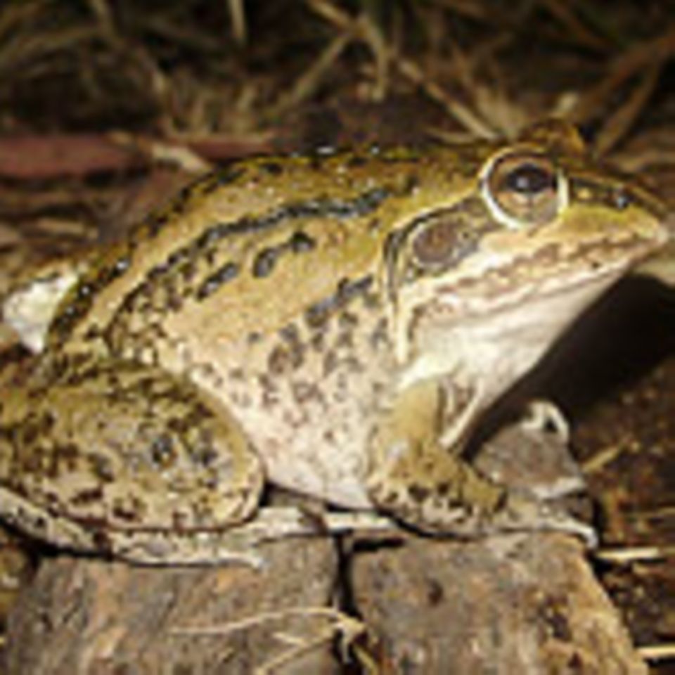 Überlebensstrategien: Frosch überlebt jahrelang ohne Nahrung