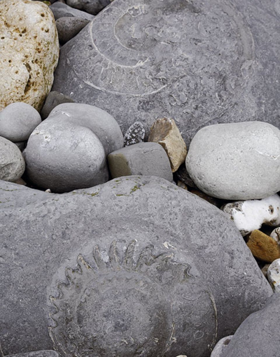 Freizeitforscher entdeckten einen riesigen Ammoniten, ein schneckenförmiges Fossil