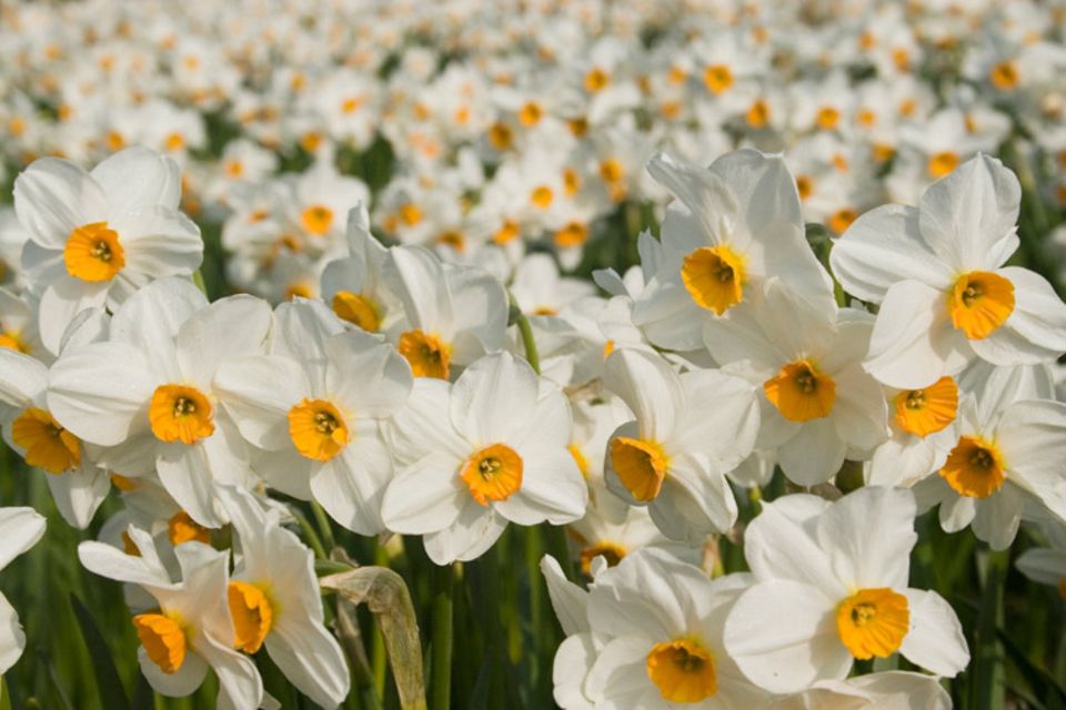 Kurz vor Ostern ist die Hochzeit der Narzissenernte auf St. Martin, einer kleinen Insel der Isles of Scilly. Beliebt sind sowohl die gelben als auch die zarten weißen Narzissen Kurz vor Ostern ist die Hochzeit der Narzissenernte auf St. Martin, einer kleinen Insel der Isles of Scilly. Beliebt sind sowohl die gelben als auch die zarten weißen Narzissen