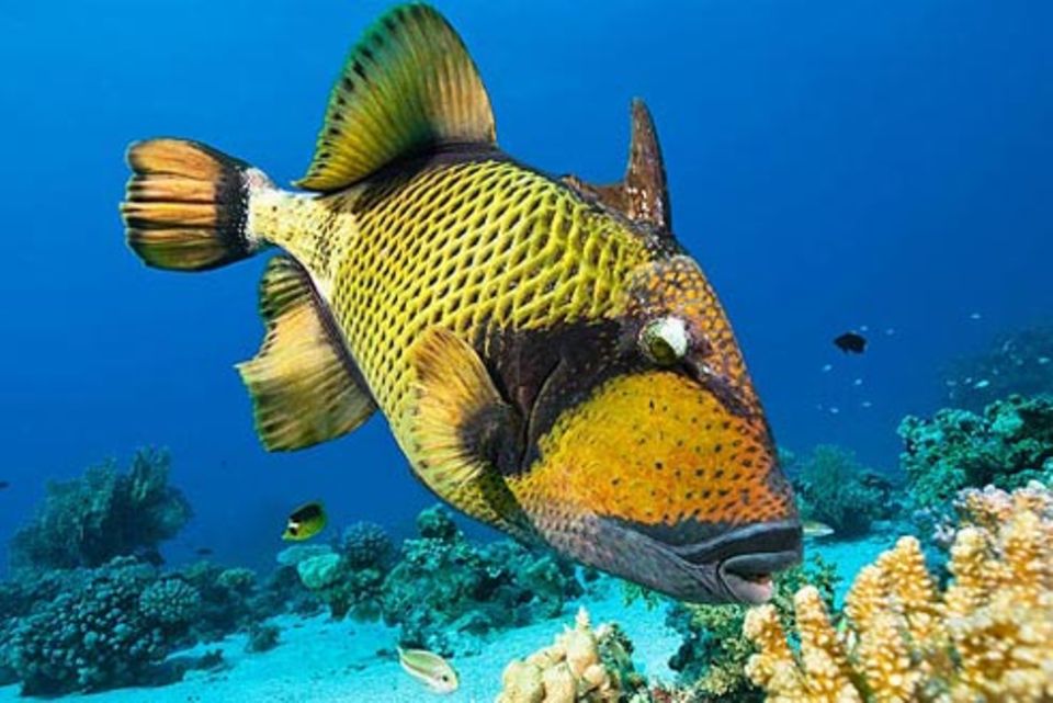 Schiebepuzzle: Nr. 114: Titan-Drückerfisch Schiebepuzzle: Nr. 114: Titan-Drückerfisch