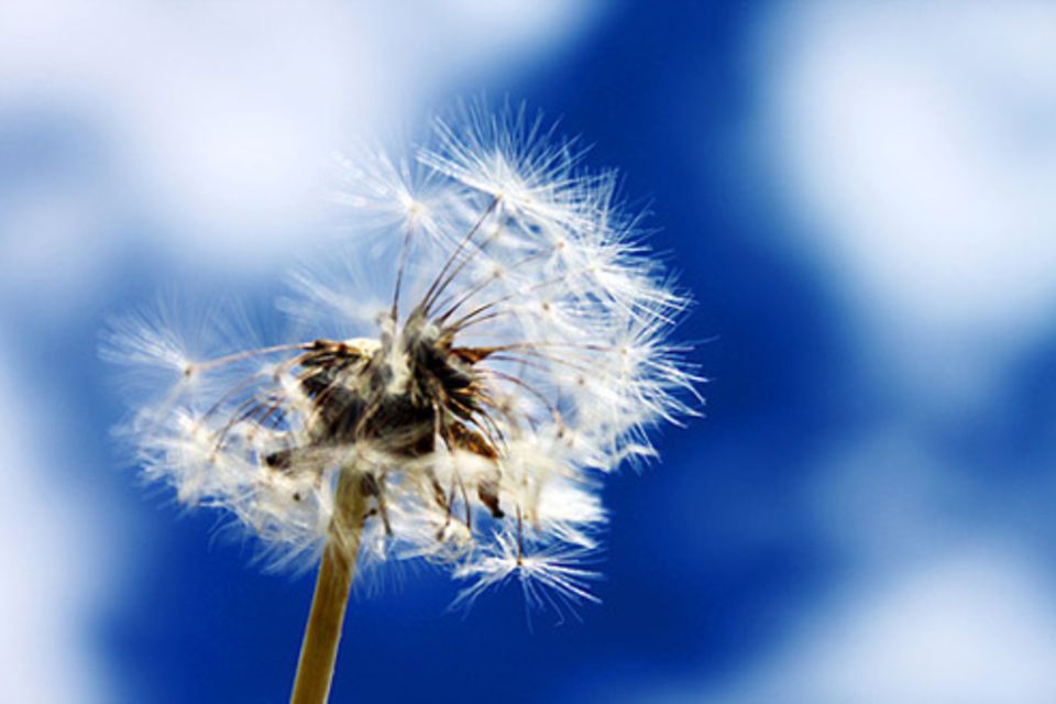 Schiebepuzzle: Pusteblume