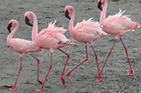 Schiebepuzzle: Nr. 117: Flamingos