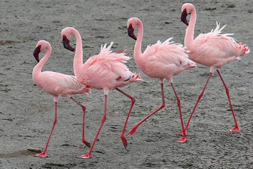 Schiebepuzzle: Flamingos