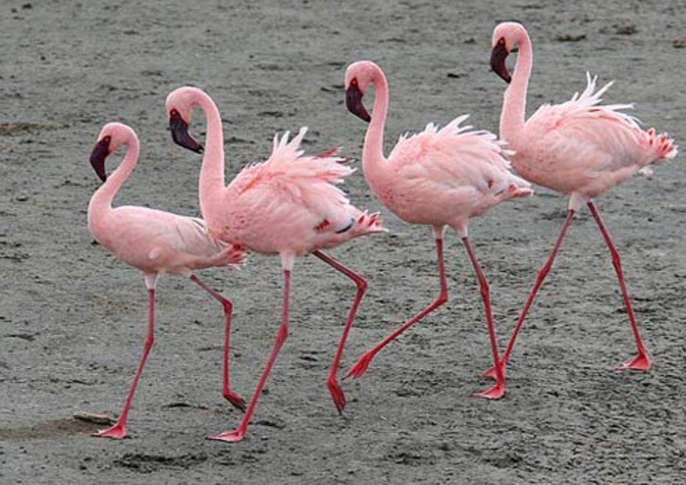 Schiebepuzzle: Nr. 117: Flamingos Schiebepuzzle: Nr. 117: Flamingos