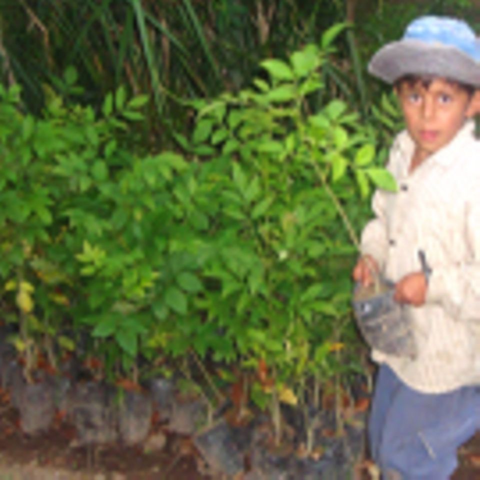 Aufforstung des Wassereinzugsgebietes von El Paraíso, Intag, Ecuador