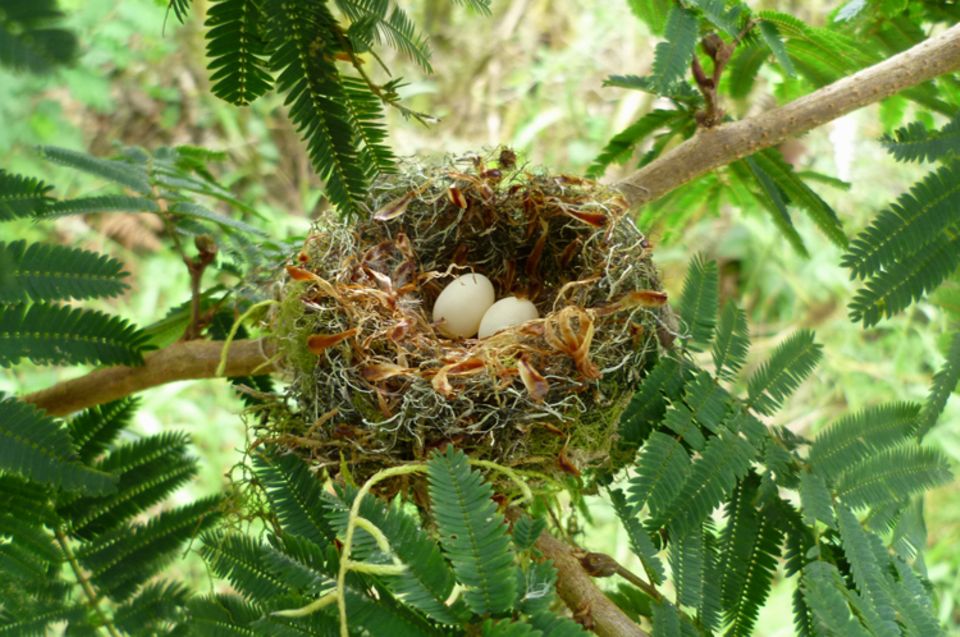 Filigranes Kunstwerk eines "Quinde", ein Kolibri, der diese Astgabel in einem erst zwei Jahre alten Tura-Baum für sein Nest auserkoren hat