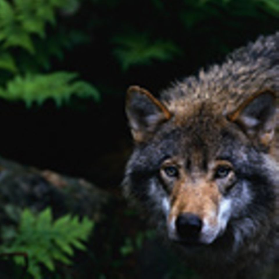 Wolf auf Wanderschaft