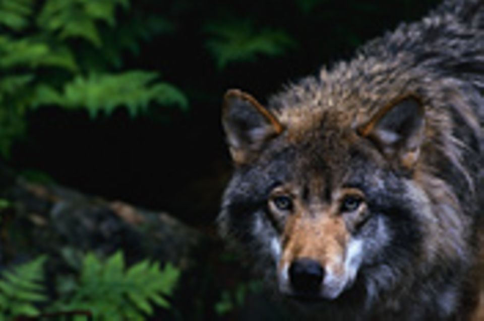 Wolf auf Wanderschaft