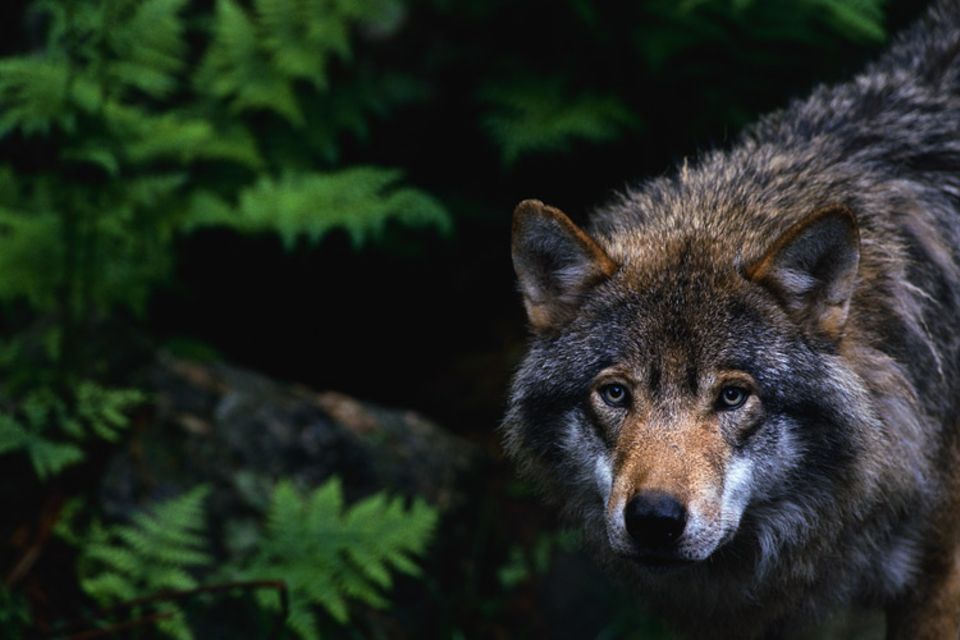 Nur selten zeigen sich die scheuen Tiere. Vor allem im Schutz der Dunkelheit legen Wölfe Hunderte von Kilometern zurück Nur selten zeigen sich die scheuen Tiere. Vor allem im Schutz der Dunkelheit legen Wölfe Hunderte von Kilometern zurück