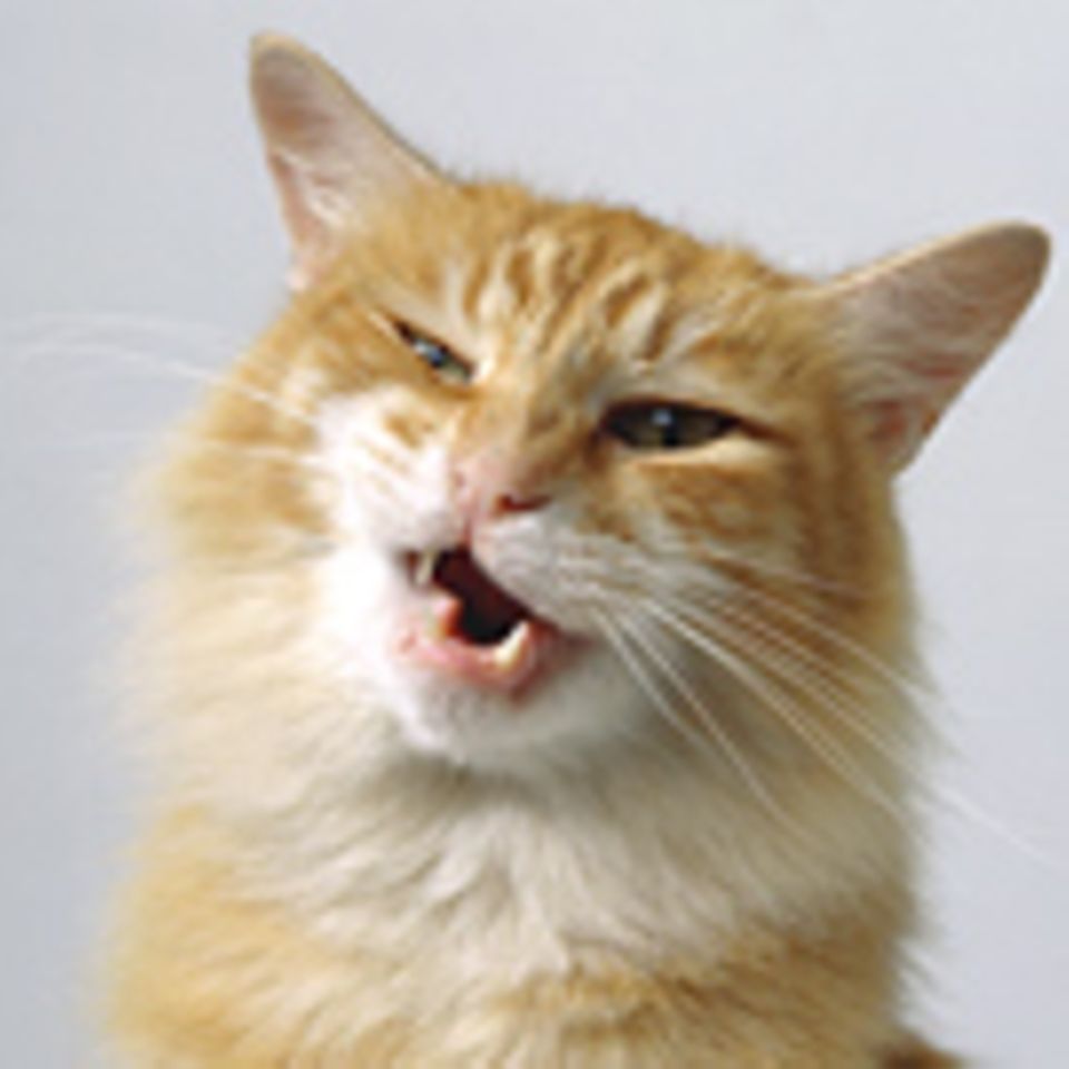 Katzen schnurren strategisch