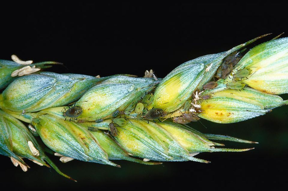 Blattläuse verursachen jedes Jahr Schäden in Milliardenhöhe