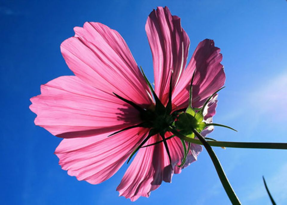Schiebepuzzle: Nr. 125: Sommerblume Schiebepuzzle: Nr. 125: Sommerblume